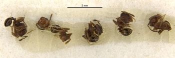 Media type: image;   Entomology 20721 Aspect: habitus dorsal view 2
